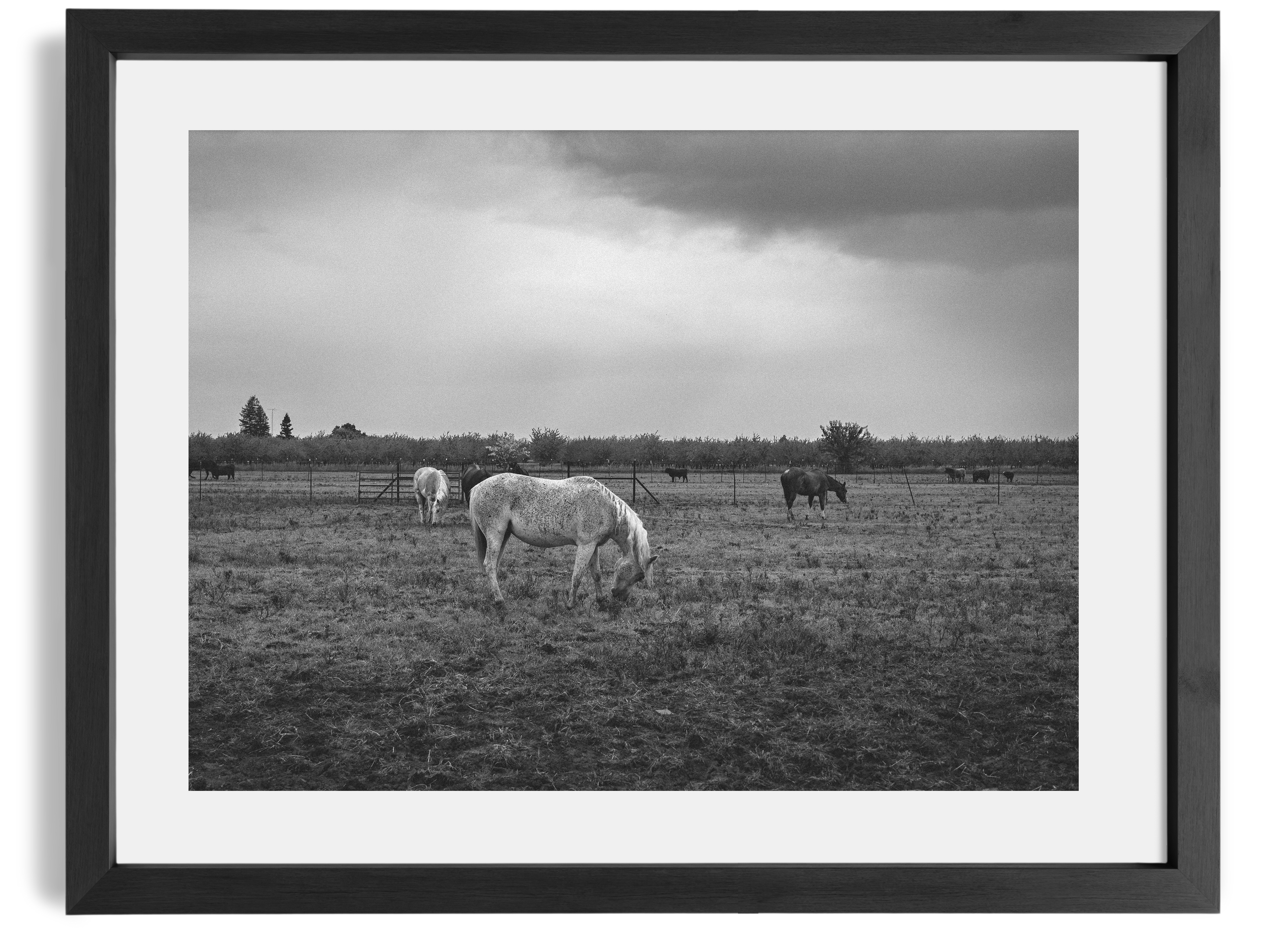 "Speak Your Mind, But Ride a Fast Horse"